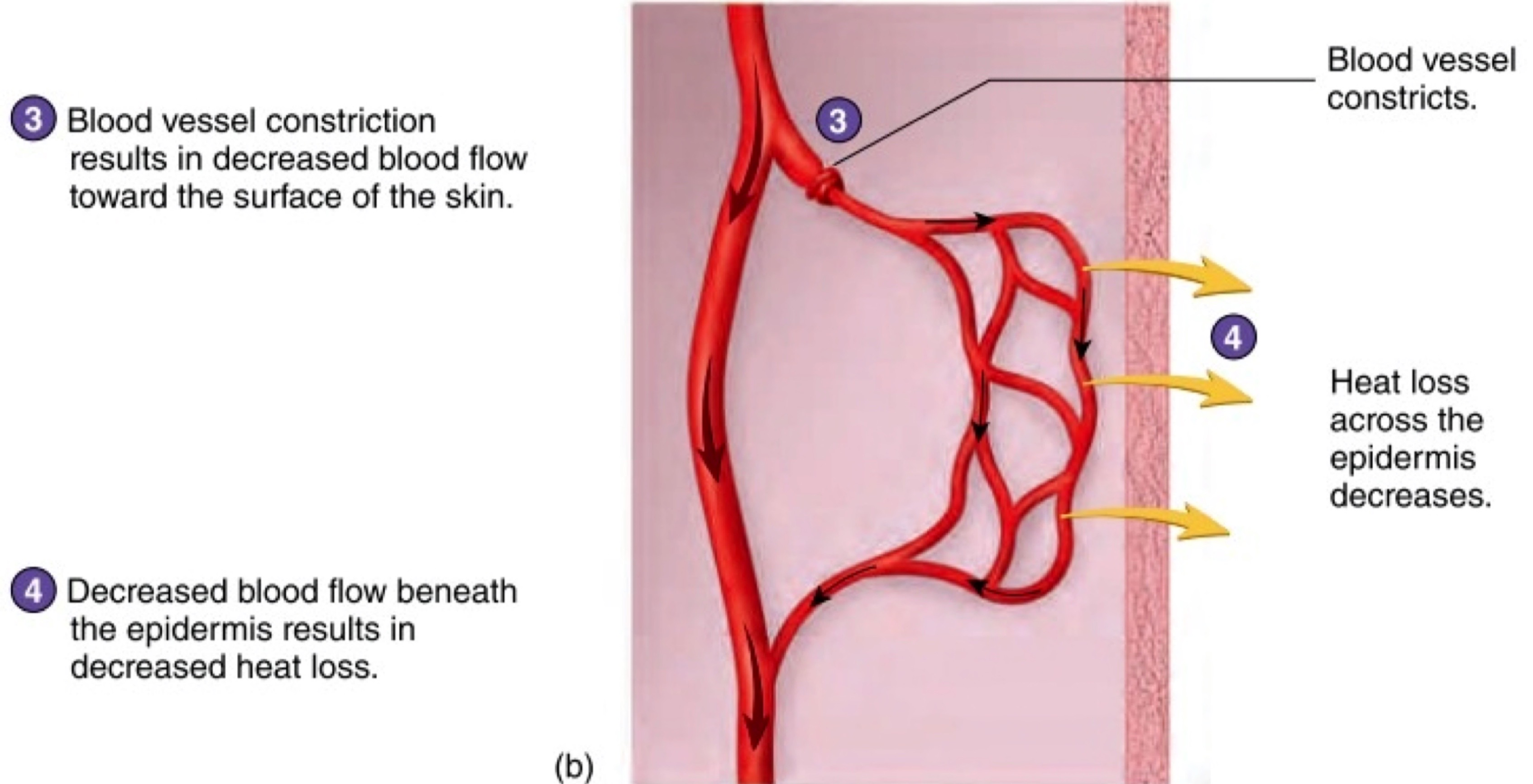 
1. pre capillary sphincters contract which reduces the amount of blood flowing through the capillaries at surface of skin 
2. Less blood flow around beneath the epidermis (skin surface) (look pale) results in decreased heat loss 

→ Peripheral vasoconstriction: Narrowing of lumen of blood vessel  