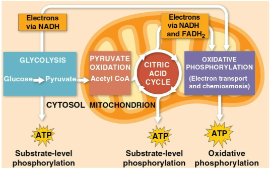 <p>Citric acid cycle</p>
