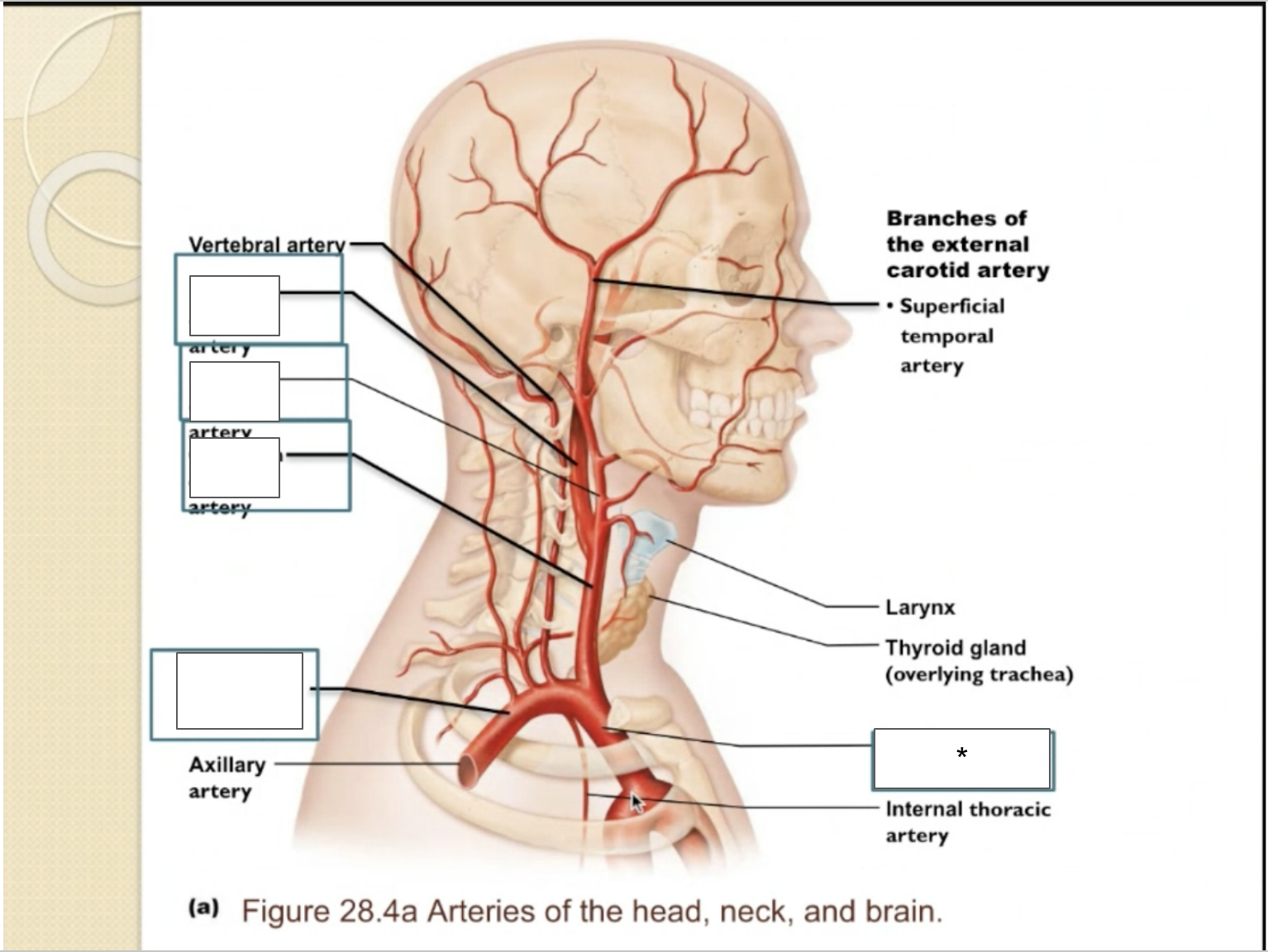 term image