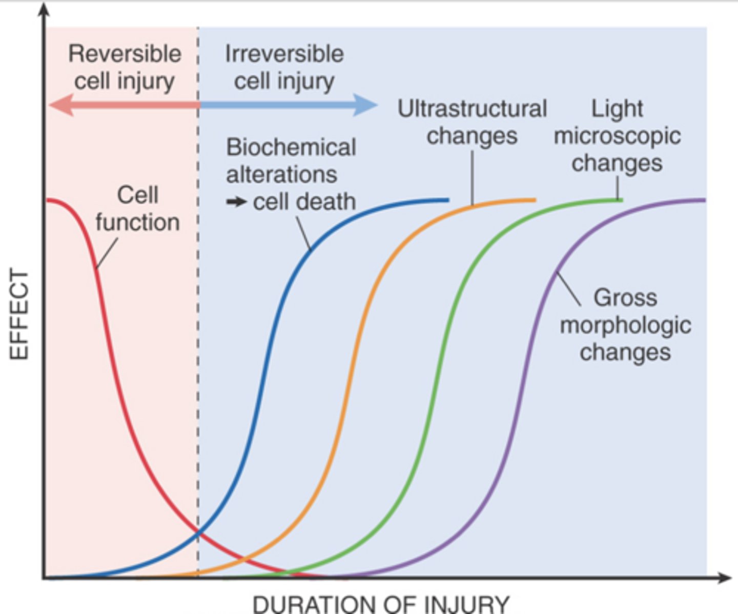 <p>Irreversible biochemical alterations typically precede these morphologic changes.</p>