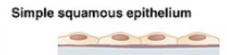 <p>air sacs of lungs and the lining of the heart, blood vessels, and lymphatic vessels</p><p>allows materials to pass thru by diffusion and filtration and secretes lubricating substance</p>