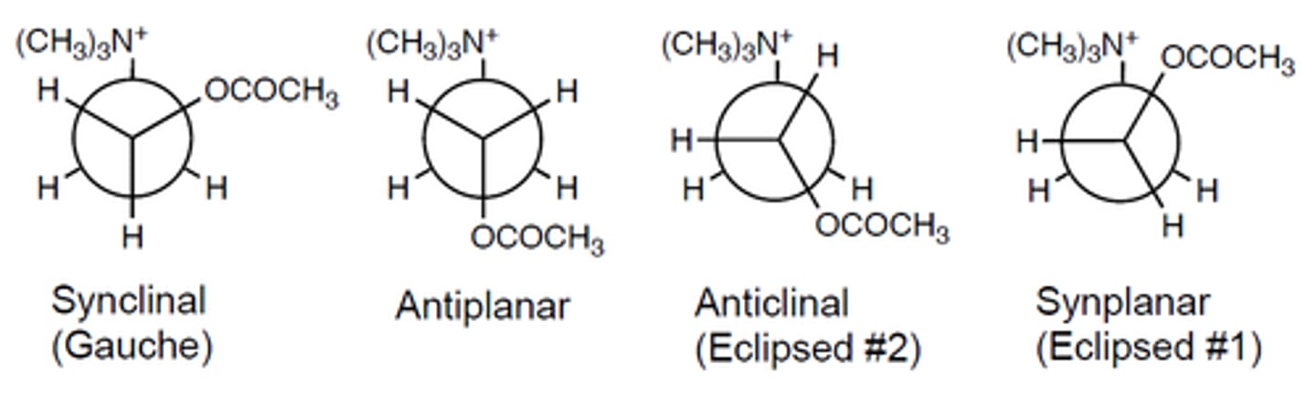 <p>what is the most common/preferred confirmation of ACh</p>