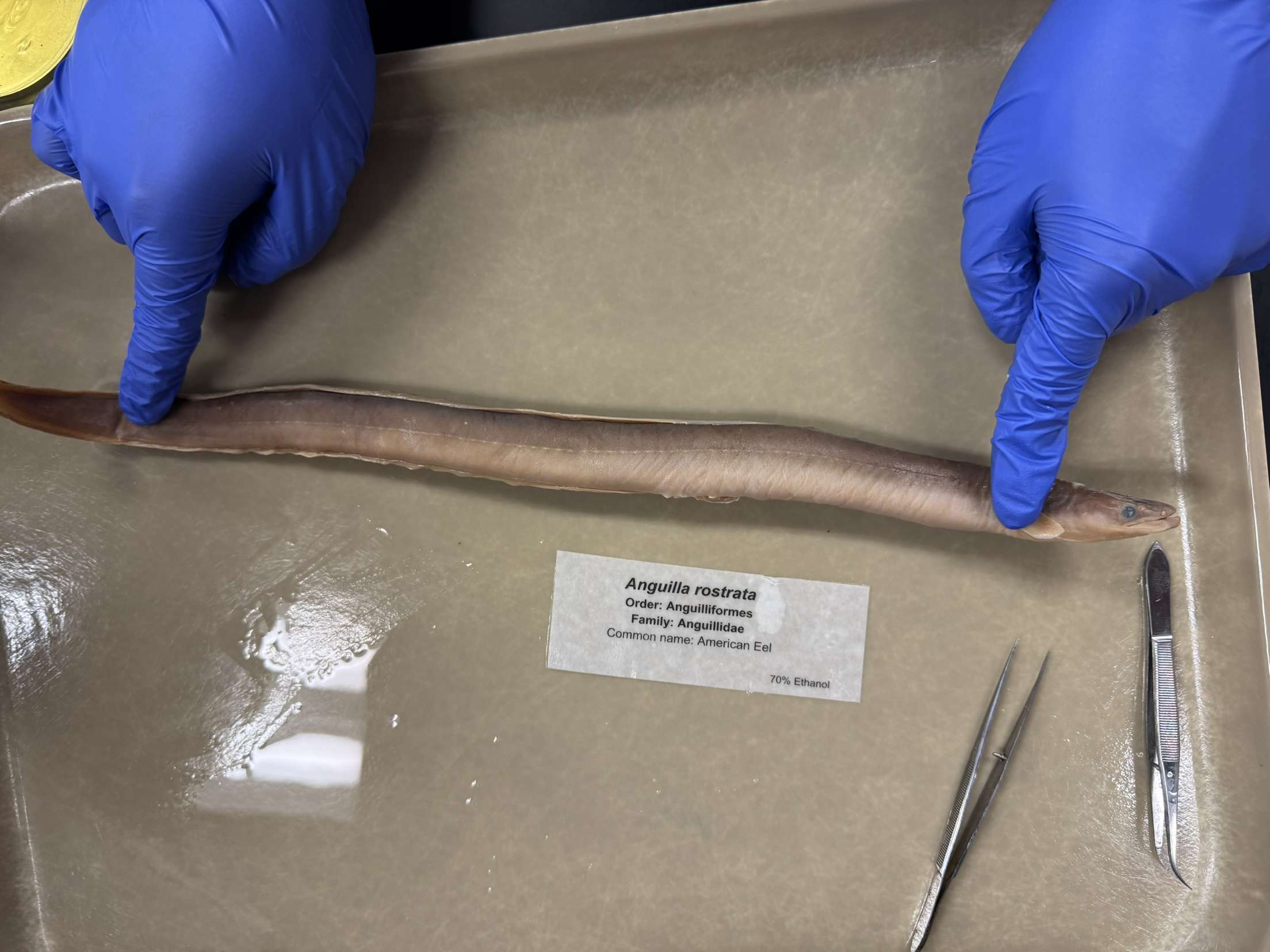 <p>Anguilla rostrata</p>