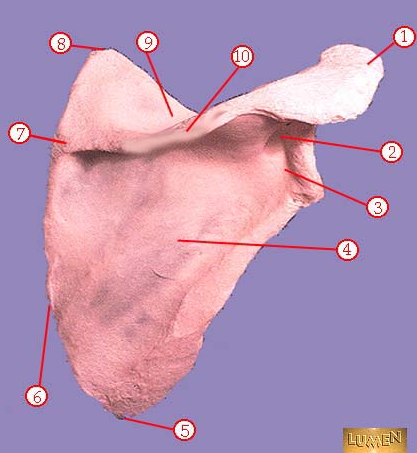 <p><span>Identify bone marking number 9.</span></p>