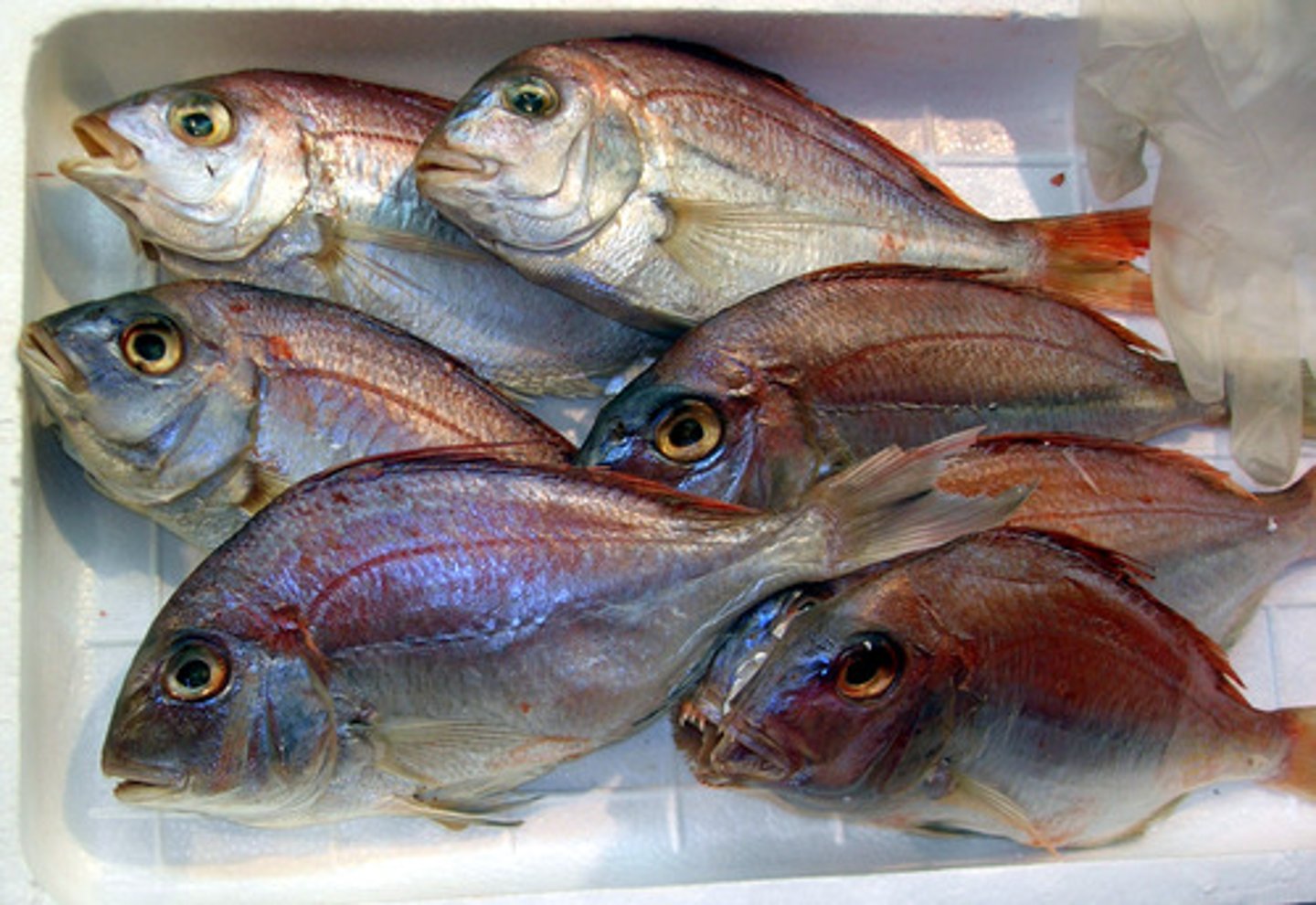 <p>bony fish class</p>
