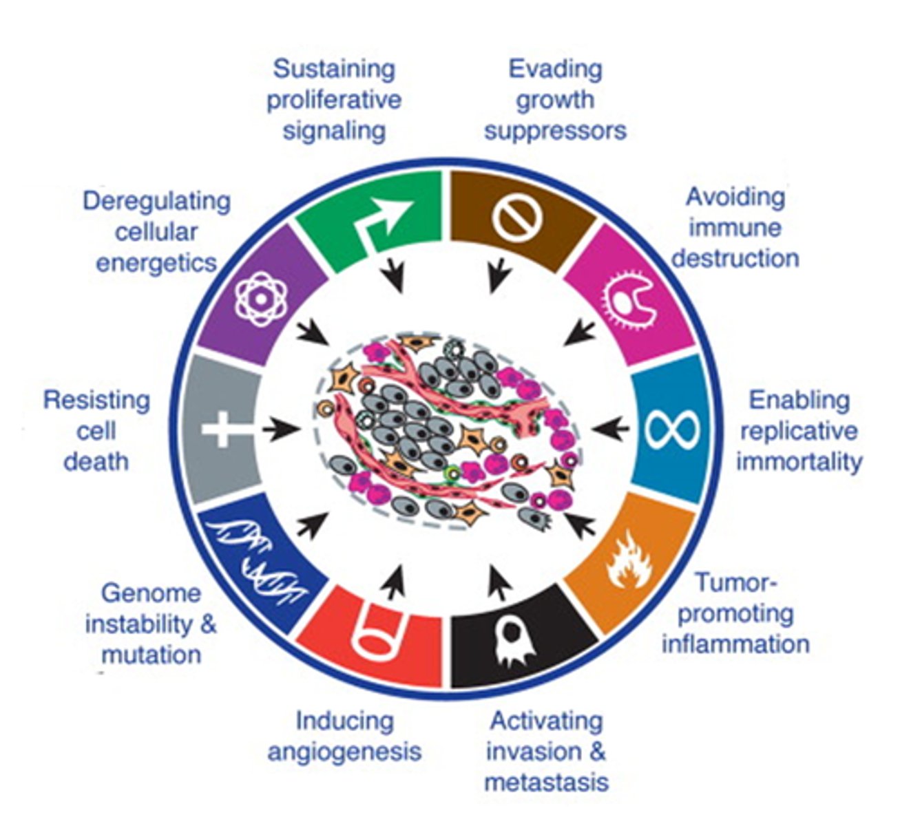 <p>1. sustaining proliferative signaling</p><p>2. evading growth suppressors</p><p>3. avoiding immune destruction</p><p>4. enabling replicative immortality</p><p>5. tumor-promoting inflammation</p><p>6. activating invasion and metastasis</p><p>7. inducing angiogenesis</p><p>8. genome instability and mutation</p><p>9. resisting cell death</p><p>10. deregulating cellular energetics</p>