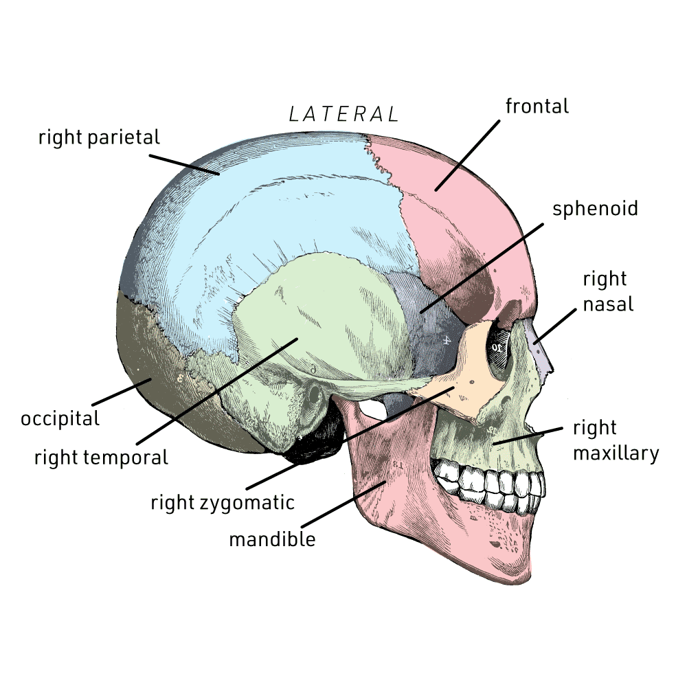 <p>head</p>