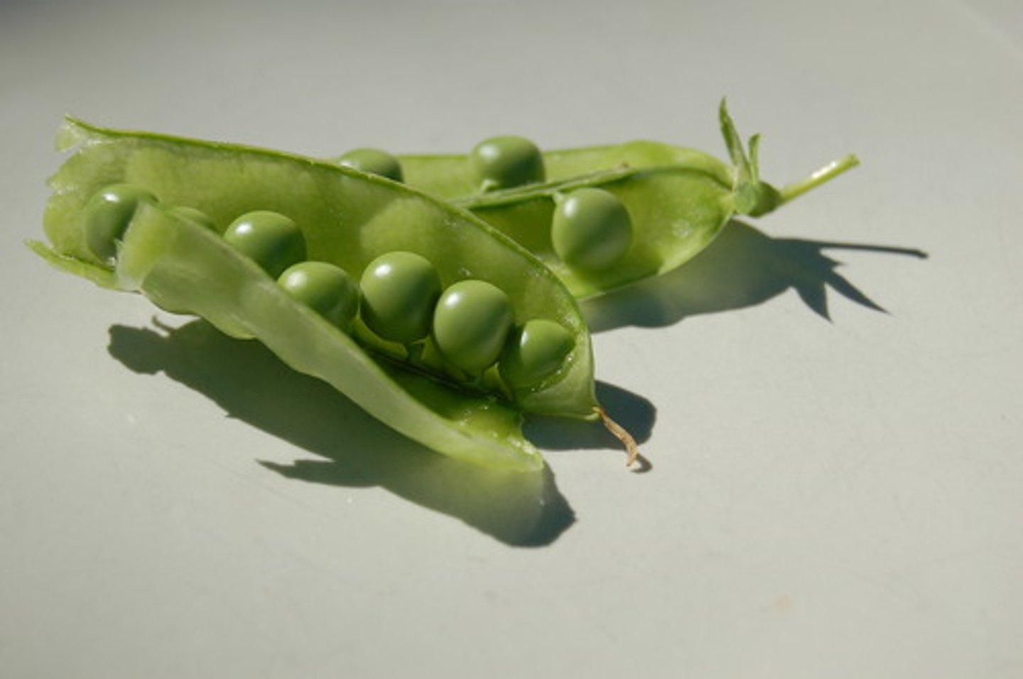 <p>peas</p>