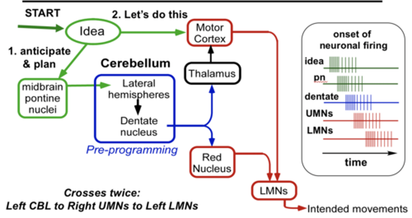 <p>Input to contralateral cerebral cortex indirectly via the pons</p><p>Output to the contralateral red nucleus which projects to the thalamus (VL/VA) and contralateral thalamus relays info to the cortex</p><p>Lateral nuclei = dentate nuclei</p><p>Double crossing: the cerebellum talks to the initiating cerebral hemisphere</p>