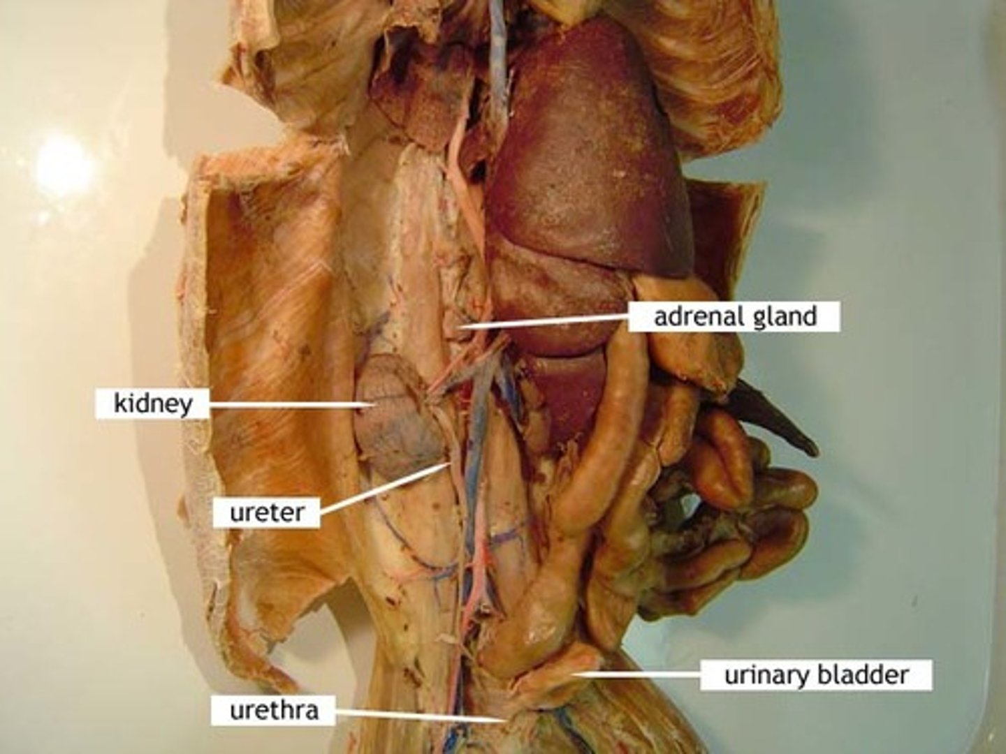 <p>Between Kidney and Bladder</p>