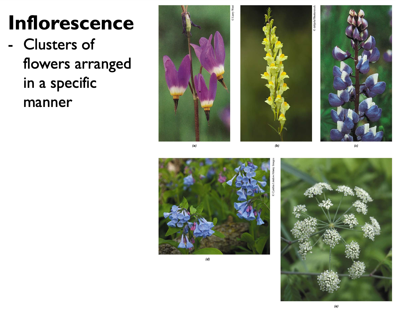 <p>Clusters of flowers arranged in a specific manner.</p>