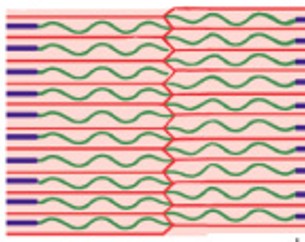 <p>Which part of the sarcomere is:</p><ul><li><p>Contains thin filament only</p></li></ul><p></p>