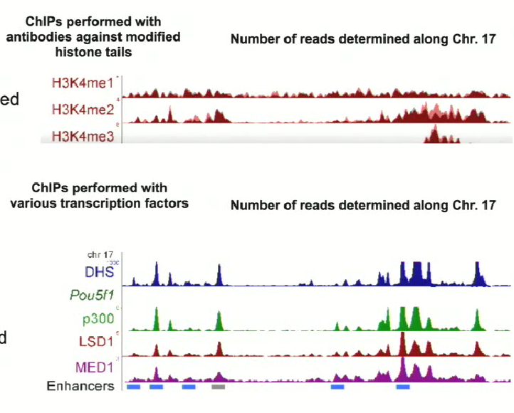 <ul><li><p>On chromosome 17</p></li><li><p>Using NGS, the entire genome can be surveyed to provide info on the genes (loci) affected by the marks</p></li><li><p>For the three cases pictured (mono, di and trimethylation), the pattern isn’t the same → suggested that the signal that they confer are different</p></li><li><p><strong>ChIPs performed with antibodies against transcription factors help to determine enhancer positions and other key regulatory elements</strong></p></li><li><p><strong>This data for different antibodies can be combined with the data from the ChIP with histone tails</strong></p></li><li><p>IN CONCLUSION: dimethylation and trimethylation have specific patterns that are associated with enhancers. Trimethylation is always associated with the transcriptional start site, where major changes in the promoter configuration occur (since RNA Pol II starts transcription here)</p></li></ul><p></p>