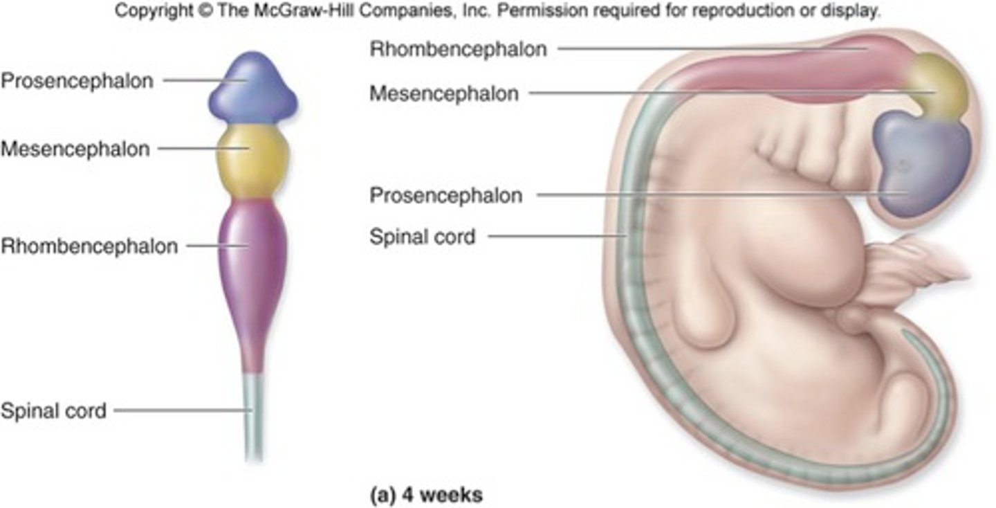 <p>A ball of cells called a blastocyst has officially become an embryo, roughly the size of a poppy seed. This is when organ development begins.</p>