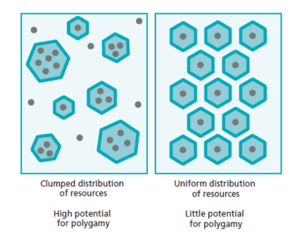 <p>-clumped distribution has higher potential for polygamy</p><p>-uniform distribution has little potential for polygamy</p>
