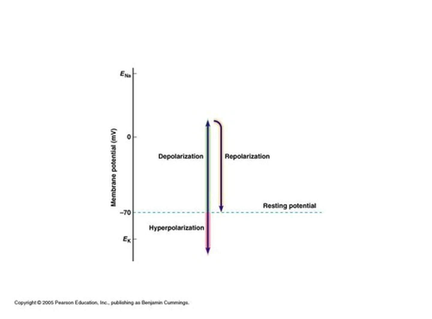 <p>Less negative membrane potential change.</p>