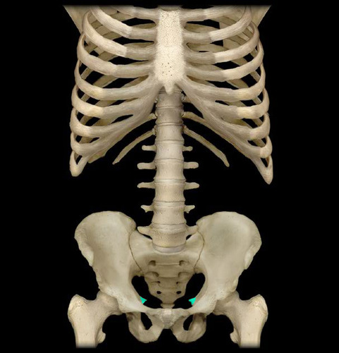 medial projection of ischium at the bottom of the heart