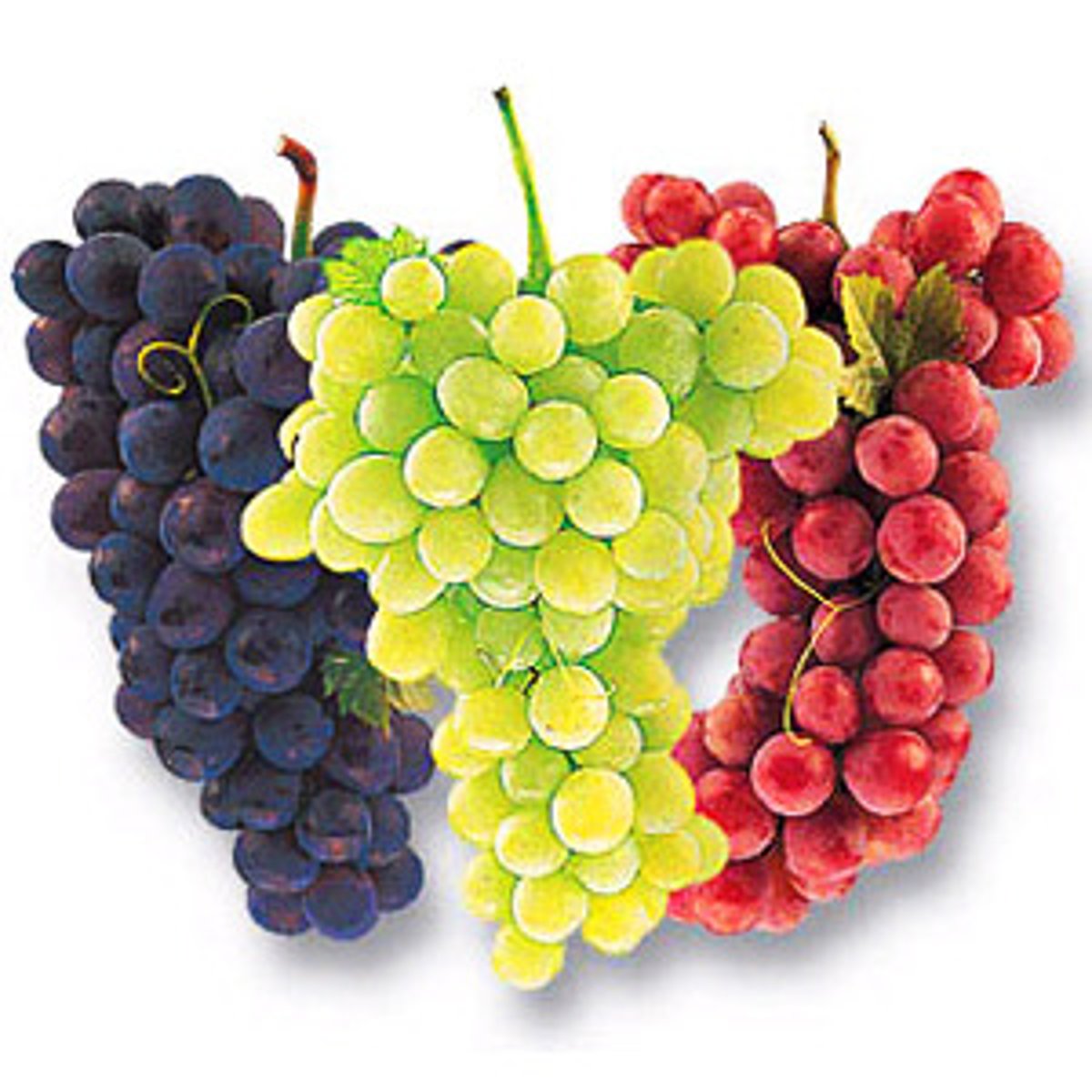 <p>pú táo - grape</p>