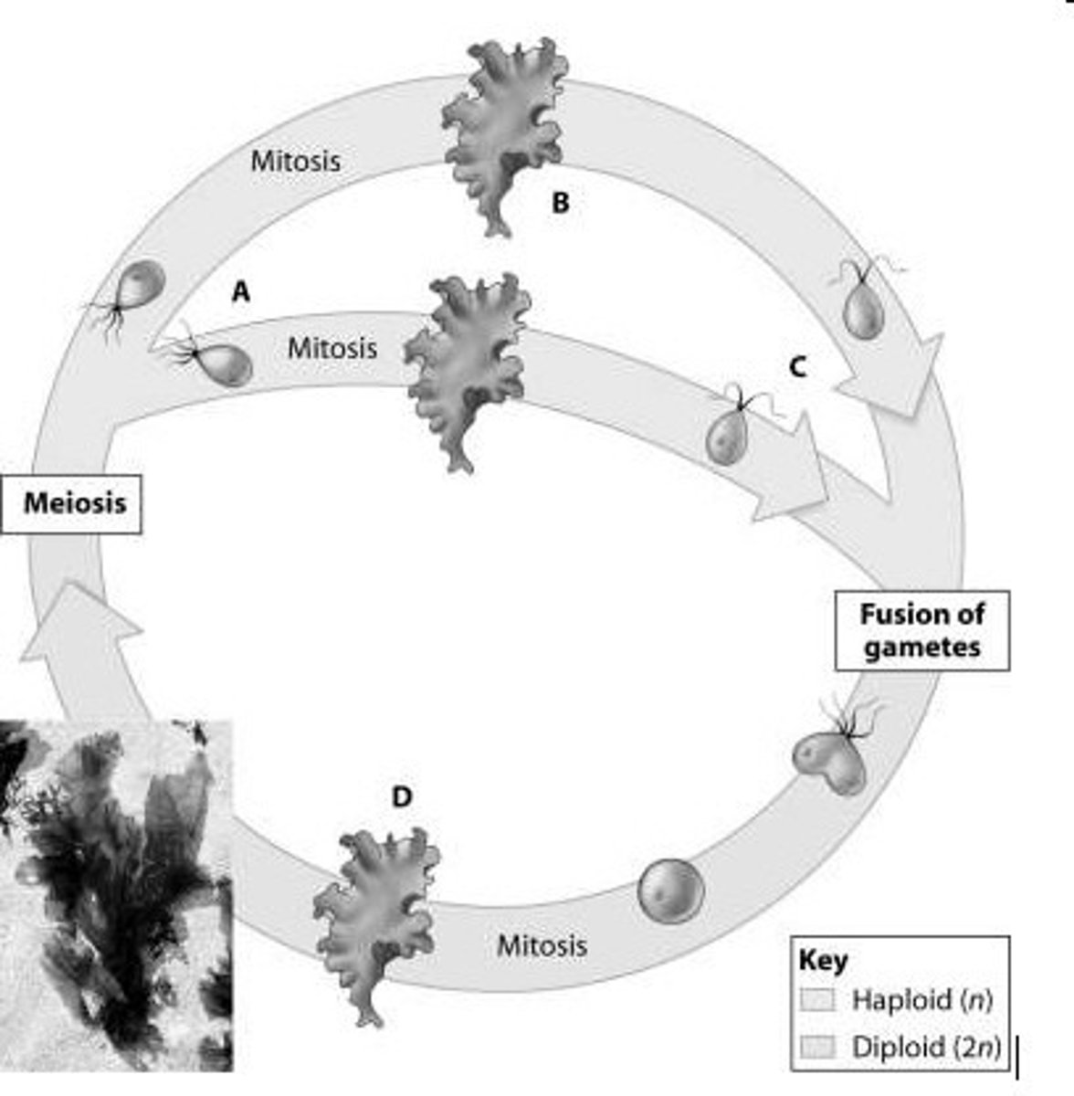 <p>It has a complex life cycle with alternation between multicellular diploid and haploid generations.</p>
