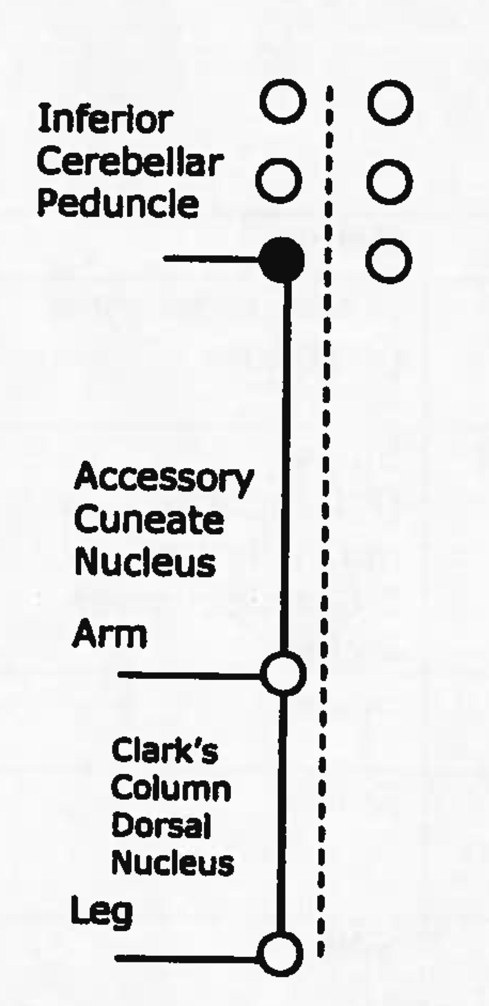 <p>Name tract</p><p>Ascending or descending?</p>