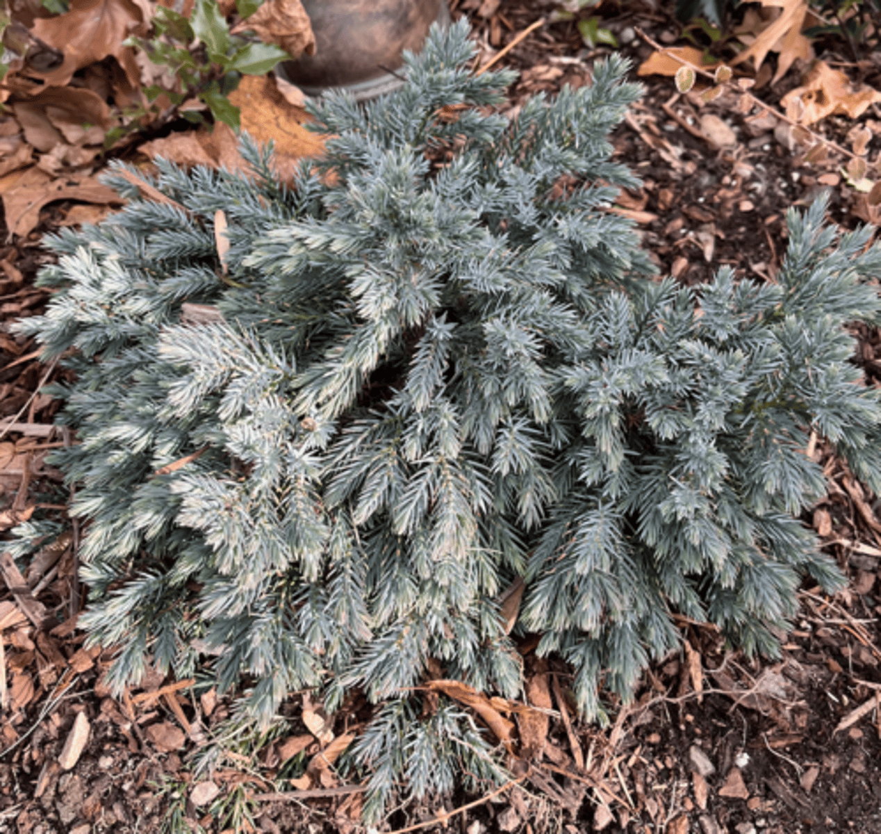 <p>6 point star, waxy blue awl foliage</p>