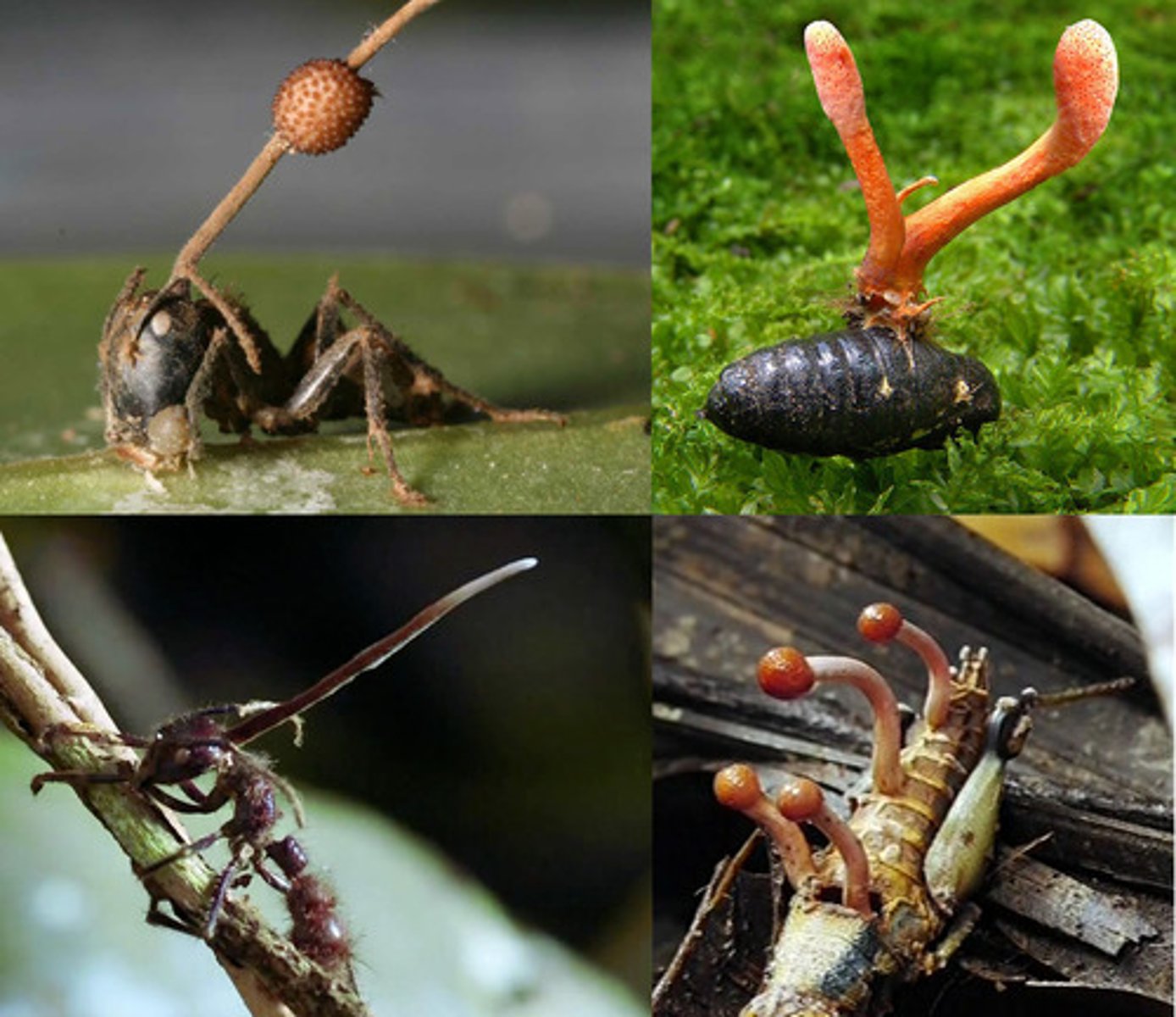 <p>infects different insects, fish, or wood</p>