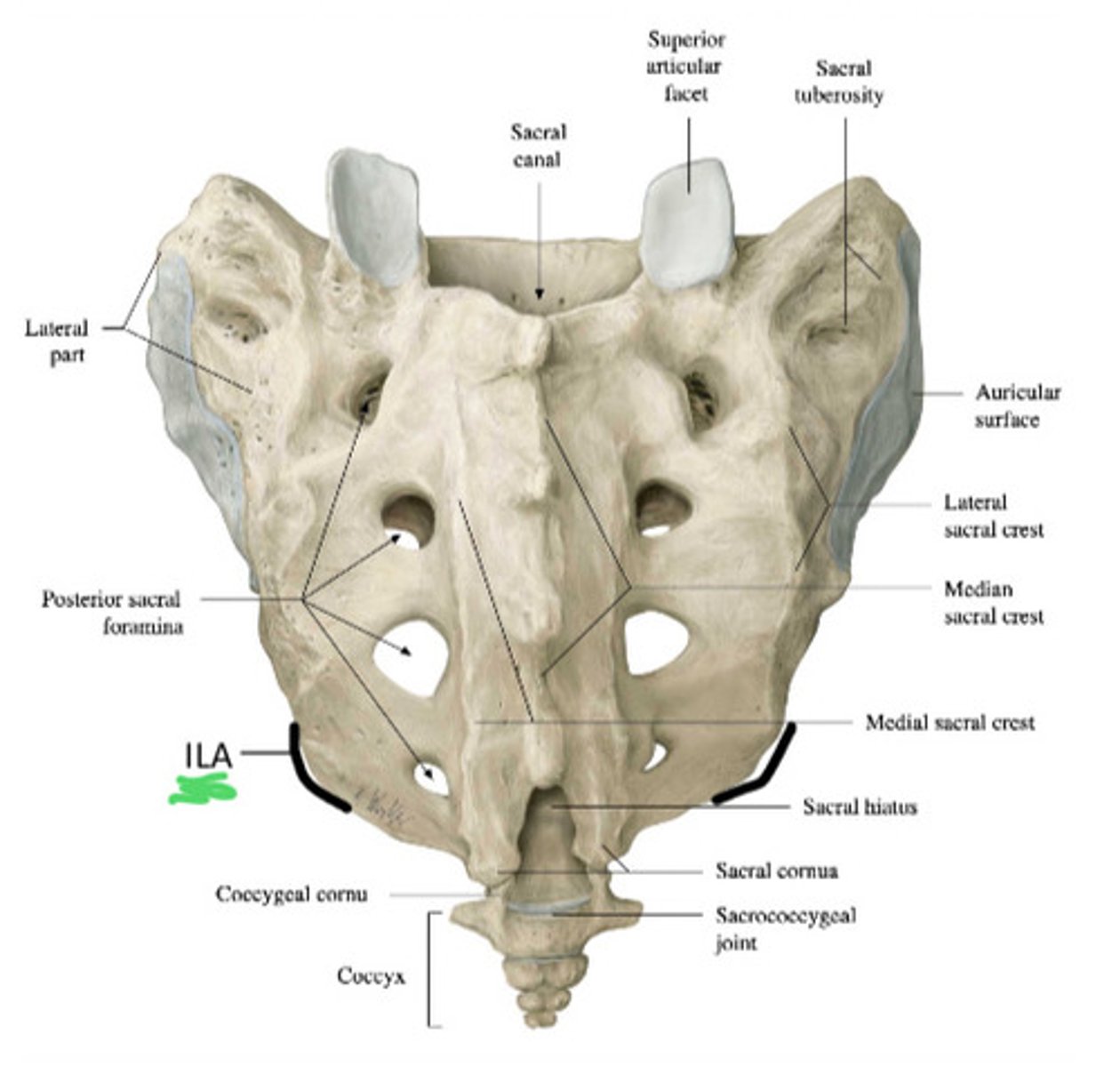 <p>Lower portion of sacrum that curve medially</p>