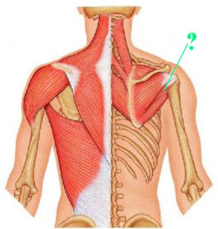 <p><span>Identify the indicated muscle.</span></p>