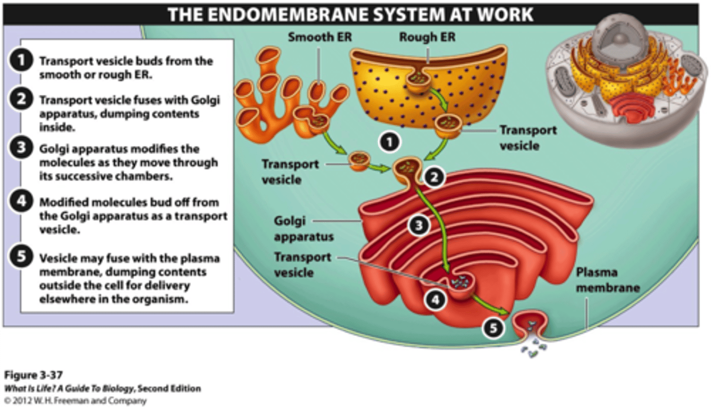 <p>nuclear envelope, ER, golgi apparatus, lysosomes, vacuoles, peroxisomes, plasma membrane </p><p>memory tip: LVEGAN-PPM</p><p>lysosomes, vacuoles,ER, golgi apparatus, nuclear envelope *NOT NUCLEUS*, peroxisomes, plasma membrane </p>