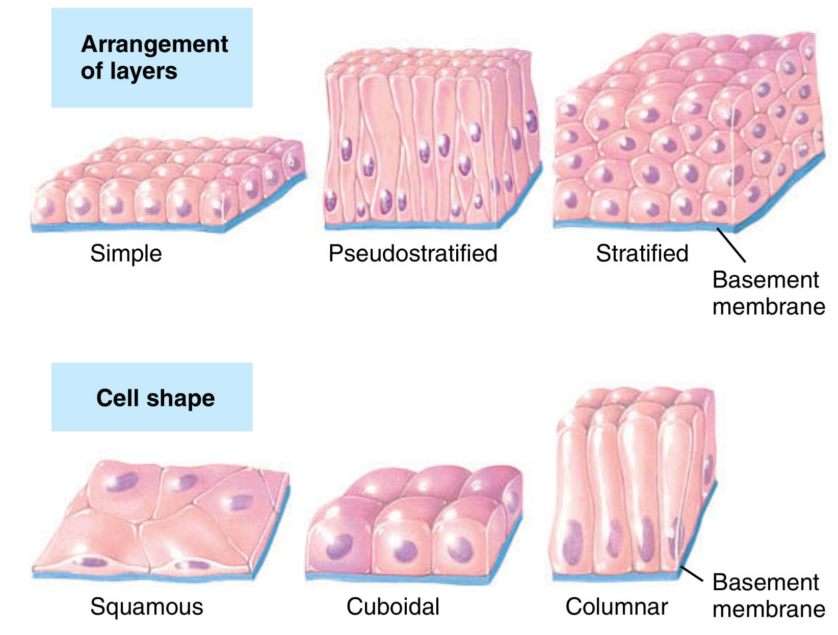 <p>Simple squamous </p><p>Simple cuboidal</p><p>Pseudostratified </p><p>Simple Columnar </p>