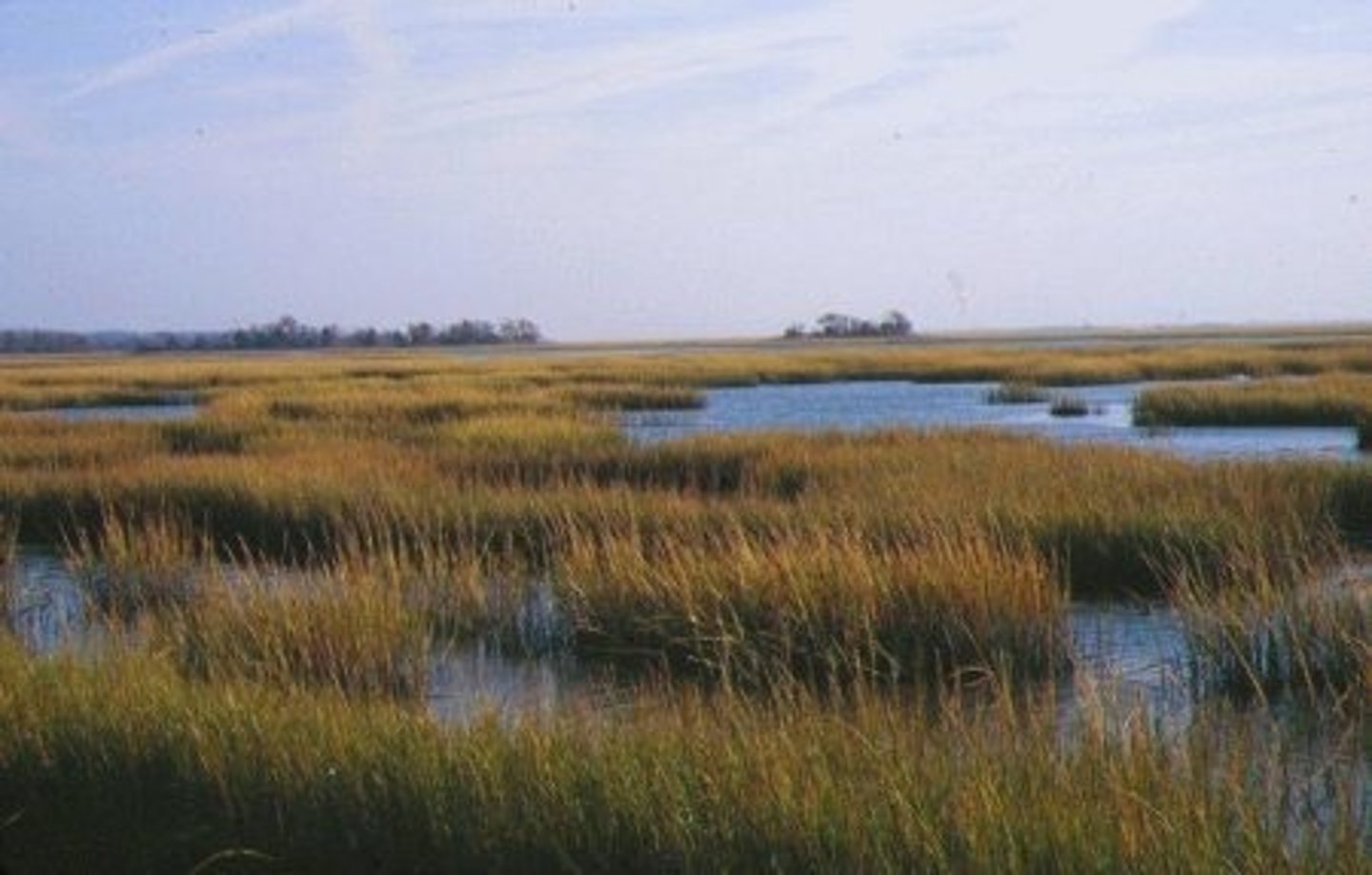 <p>found along the coast in temperate climates, a marsh containing non woody emergent vegetation.</p>