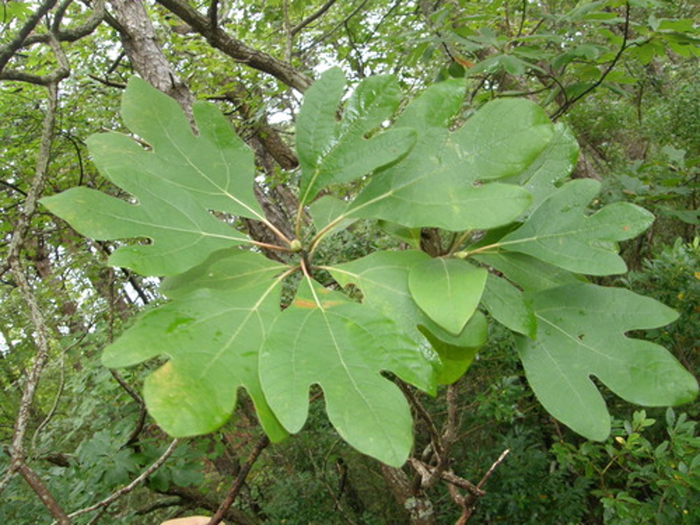 <p>Leaves variable: unlobed, mitten, or 3-lobed; aromatic when crushed; Jamesburg.</p>