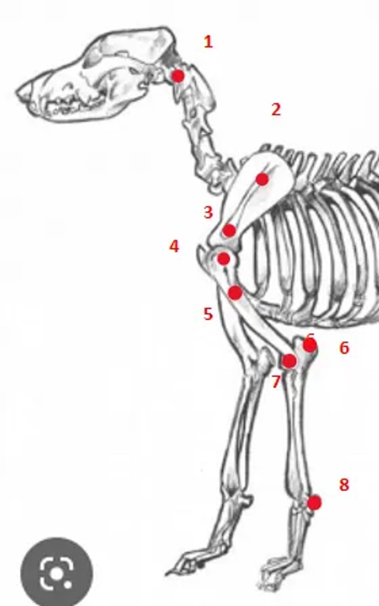 <p>1. Wings of atlas</p><p>2. Spine of scapula</p><p>3. Acromion</p><p>4. Greater tubercle of the humerus</p><p>5. Deltoid tuberosity</p><p>6. Olecranon</p><p>7. Lateral condyle of the humerus</p><p>8. Accessory carpal bone</p>