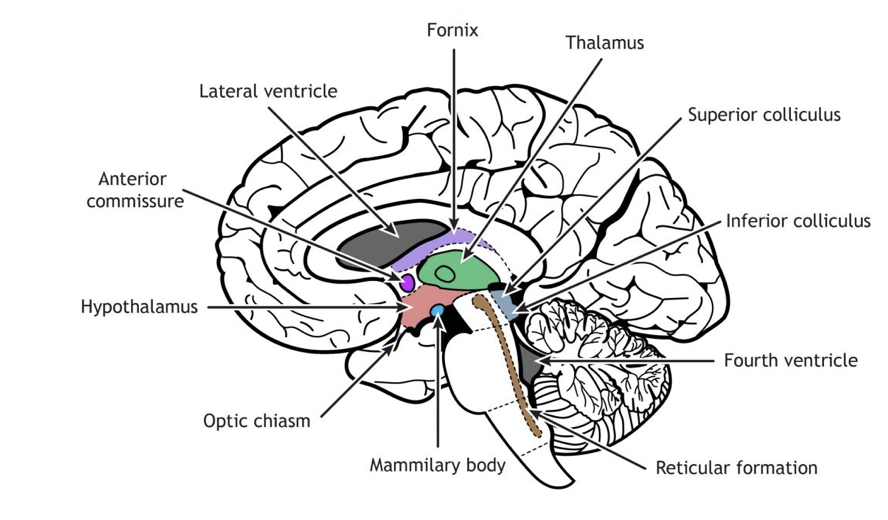 <p>Network brain stem nuclei that control wakefulness, sleep, muscle tone, pain modulation, coordination of breathing, blood pressure regulation</p>