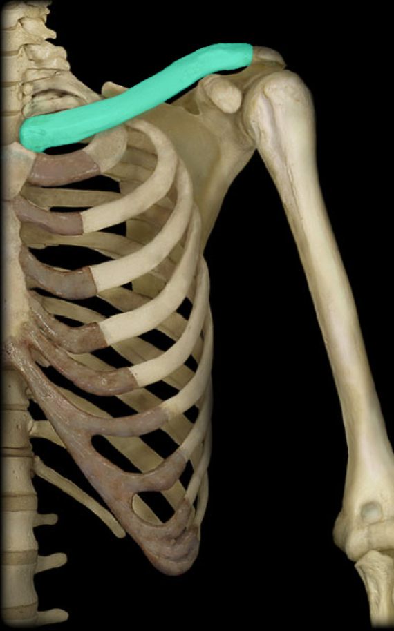 <p>Articulates with sternum at sternoclavicular joint</p>