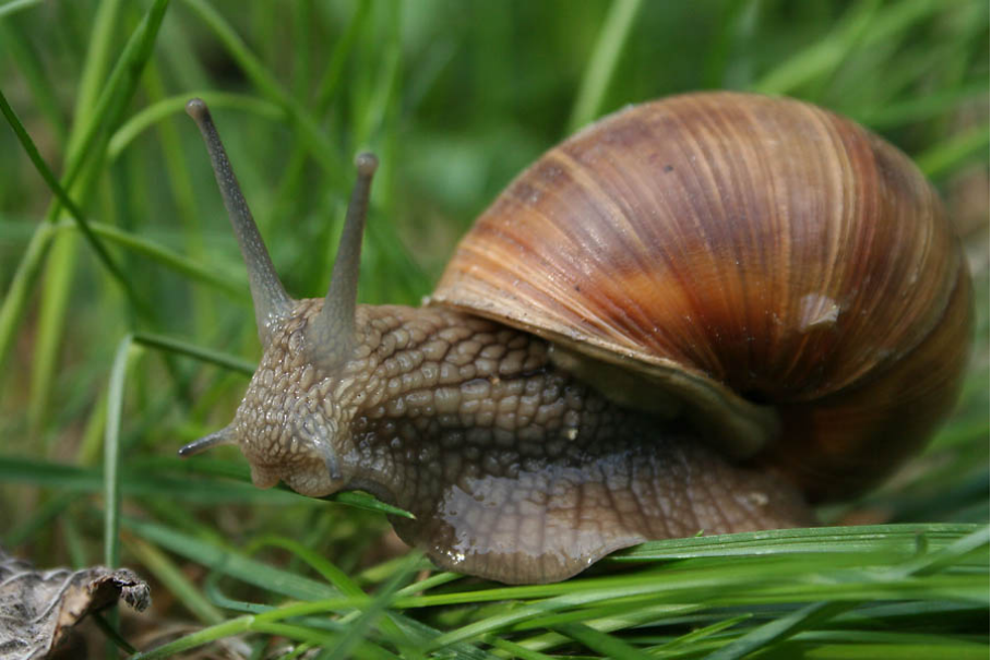 <p>hlemýžď zahradní </p>