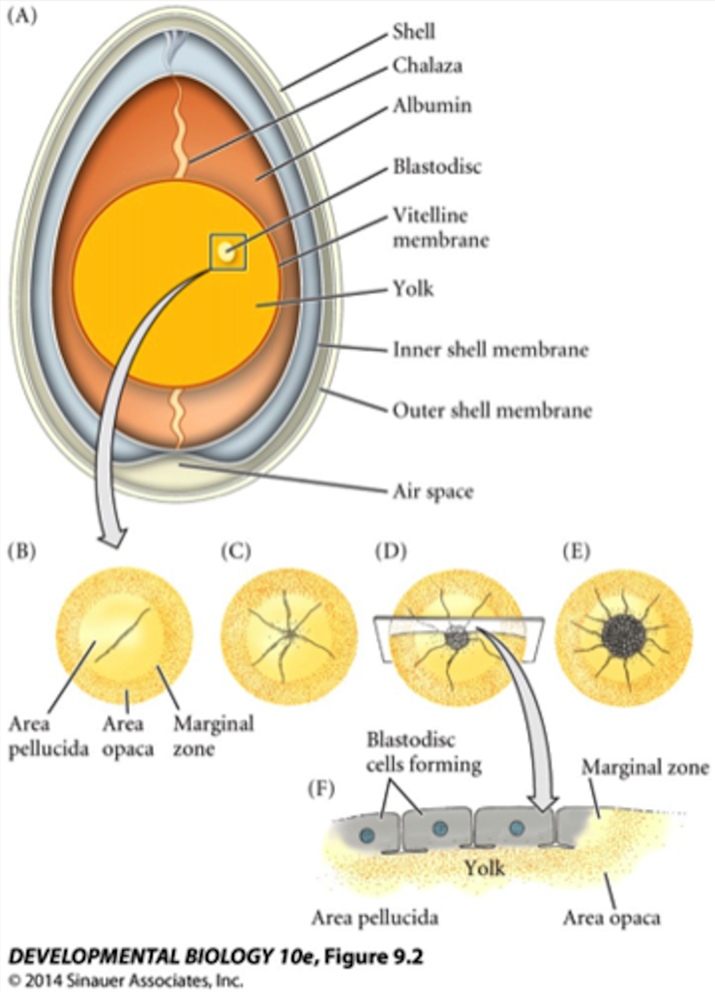 <ol start="3"><li><p><strong>Reptiles &amp; Birds</strong></p></li></ol><ul><li><p>The cells are enclosed in the <strong>primitive streak</strong></p><ul><li><p>Develops from <strong>____ end towards the _____ end</strong></p><ul><li><p>Common feature of deuterostomes</p></li></ul></li><li><p>The primitive streak is enclosed in the area pellucida, marginal zone, and area opaca</p><ul><li><p>Area pellucida is the blastoderm</p></li><li><p>Marginal zone is the subgerminal zone</p></li><li><p>Area opaca is the yolk</p></li></ul></li></ul></li><li><p>As the cells move from the posterior end to the anterior end, ______ node is developed.</p></li><li><p>Cells will ingress forming the _______</p></li></ul>