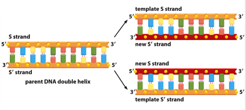 <p>a strand of DNA serves as a template for the synthesis of complementary, antiparallel strands in the 5’ to 3’ direction</p><p>both strands of the original DNA serve as templates, yielding two total new DNA molecules</p><p>semiconservative replication (each new strand has half of the parent helix)</p>