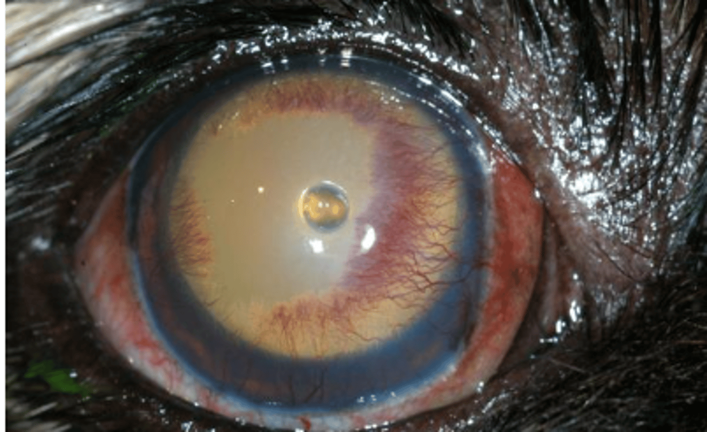 <p>what is this deep cornel defect called?</p>