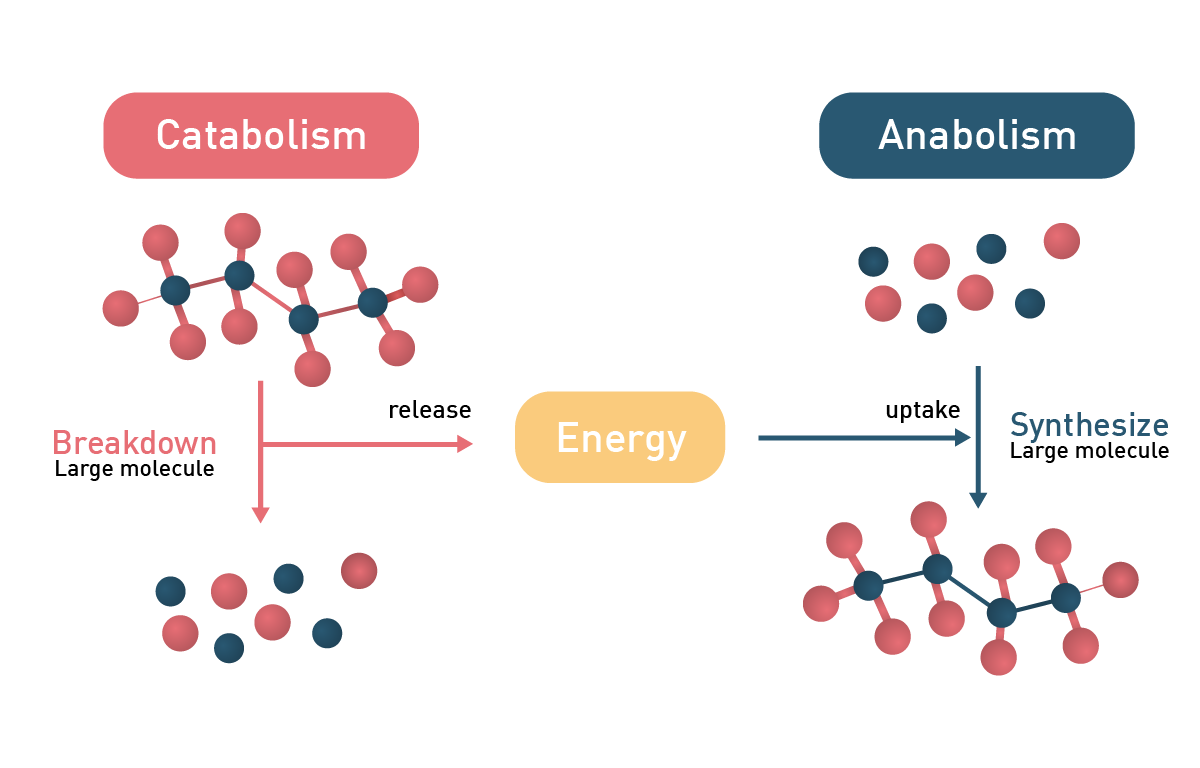 <p>Catabolism is the process of <strong>breaking down complex substances </strong></p><ul><li><p>big → small </p></li><li><p>releases energy </p></li><li><p>e.g. digestion of food into macronutrients </p></li></ul><p></p>