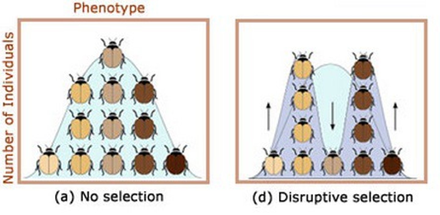 <p>This is the opposite of stabilising selection as it favours extreme phenotypes at the expense of the intermediate phenotypes. Although it is the least common form of selection, it is most important in bringing about evolutionary change. Disruptive selection occurs when an environmental factor takes two or more distinct forms. In our example, this might arise if the temperature alternated between 5 degrees in winter and 15 degrees in summer. This could ultimately lead to two separate species of the mammal: One with long fur and active in winter, the other with short fur and active in summer. The animals with the allele in between these two will be no better adapted than either population at each extreme, and so they will be selected against.</p>