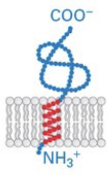<p>N-terminus in ER lumen and C-terminus in cytosol</p>