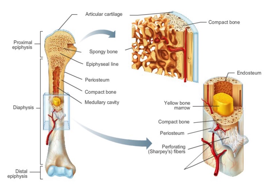 <p>bone matrix </p>