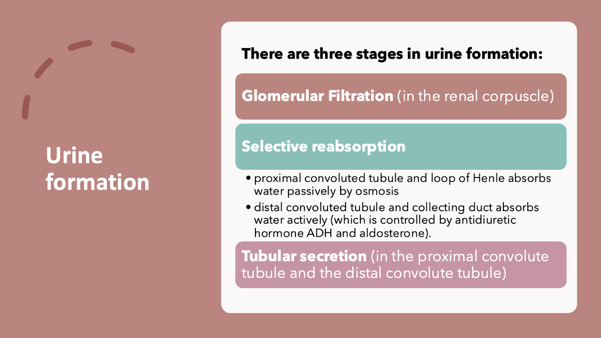 <ol><li><p>glomerular filtration</p></li><li><p>selective reabsorption</p></li><li><p>tubular secretion</p></li></ol><p></p>