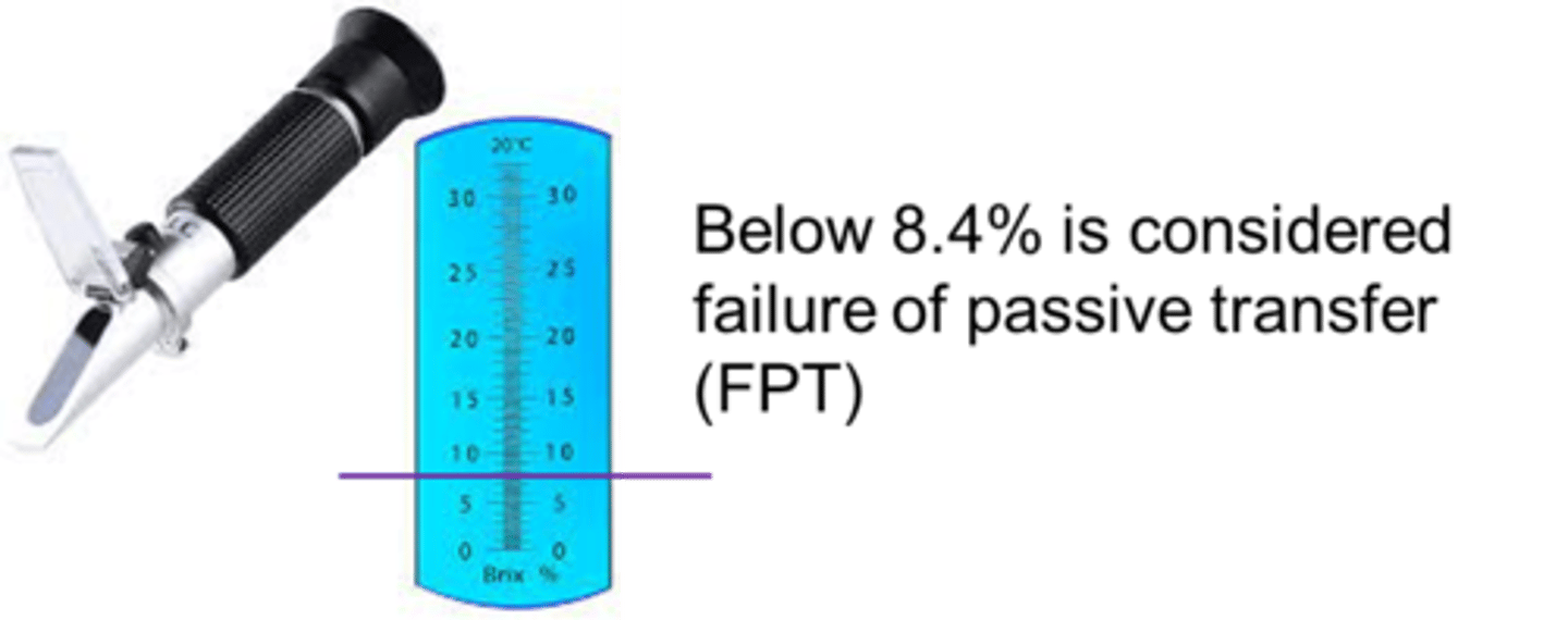 <p>When measuring total protein (TP) a threshold of >5.2 g/L TP means passive transfer of immunoglobulins has occurred</p><p>Below 8.1% (8.4%) is considered failure of passive transfer (FPT)</p><p>Brix 8.1% or serum IgG >10 g/L</p><p>This is equivalent to serum total protein</p><p>5.0 g/dL or</p><p>50 mg/ml</p><p>Again, slightly higher % may be reported for other farmed species</p>