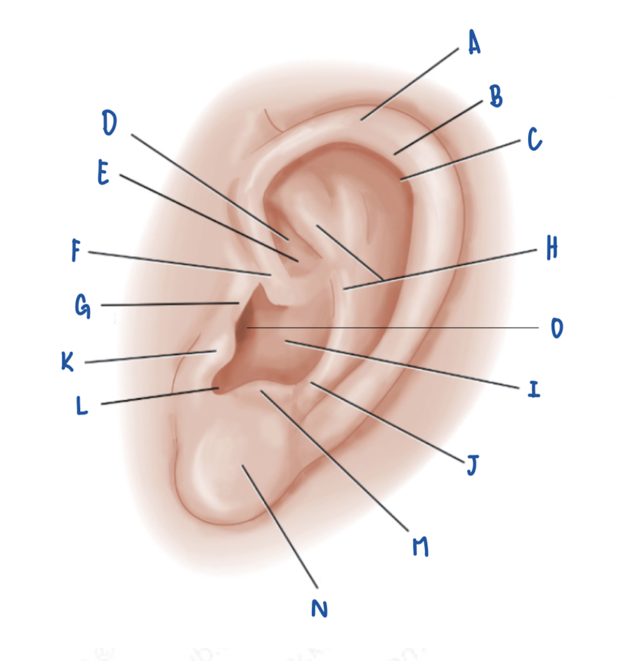 <p>Name the Part of the Pinna labeled A</p>