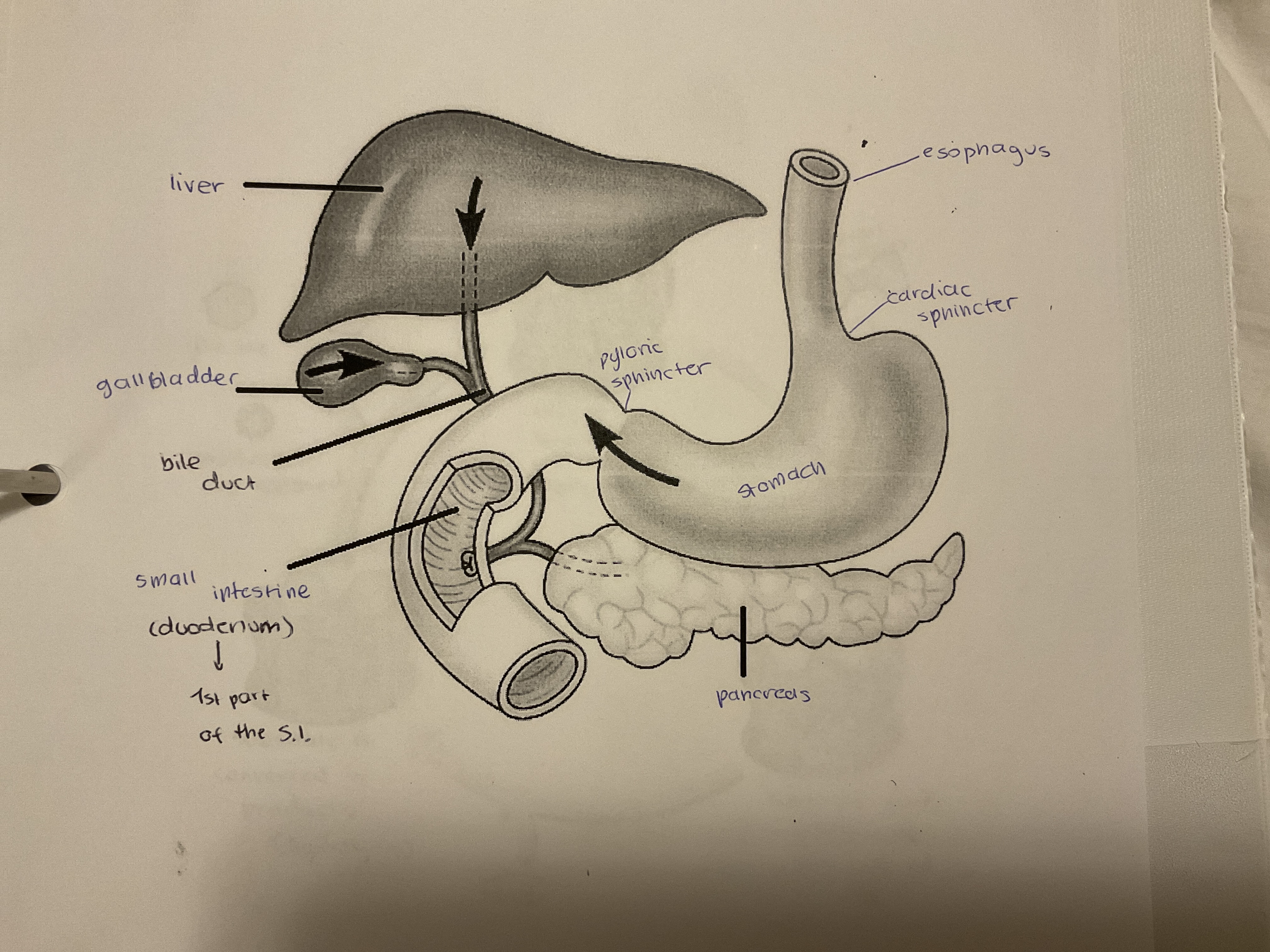 knowt flashcard image