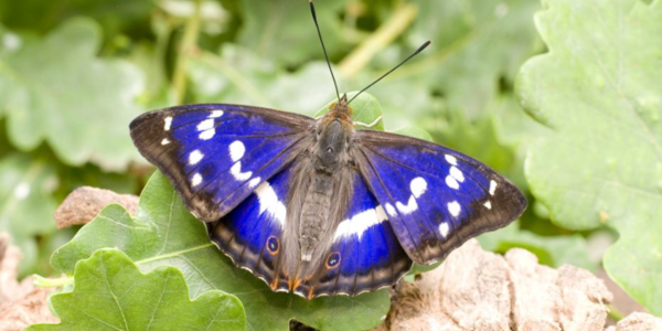 <p><em>Apatura iris </em></p><p>One of largest in Sussex</p><p>dark wings with white markings </p><p>2 eyespots </p><p>males are bluey-purple</p>