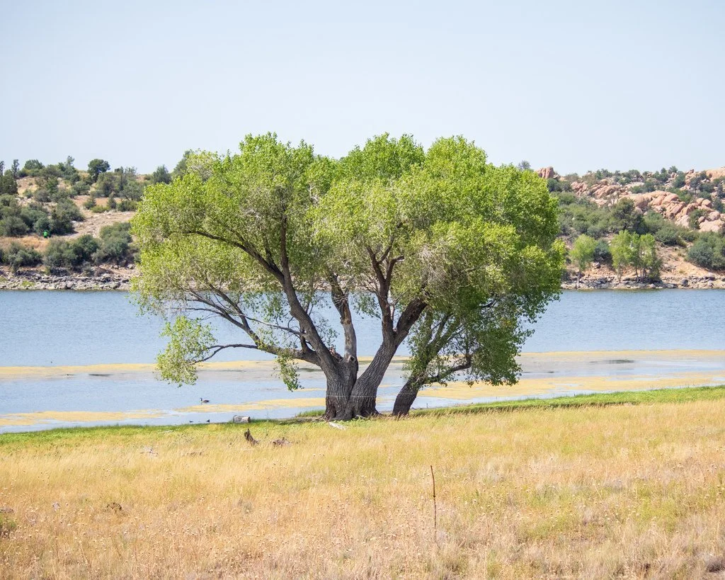 <p>Cottonwood</p>