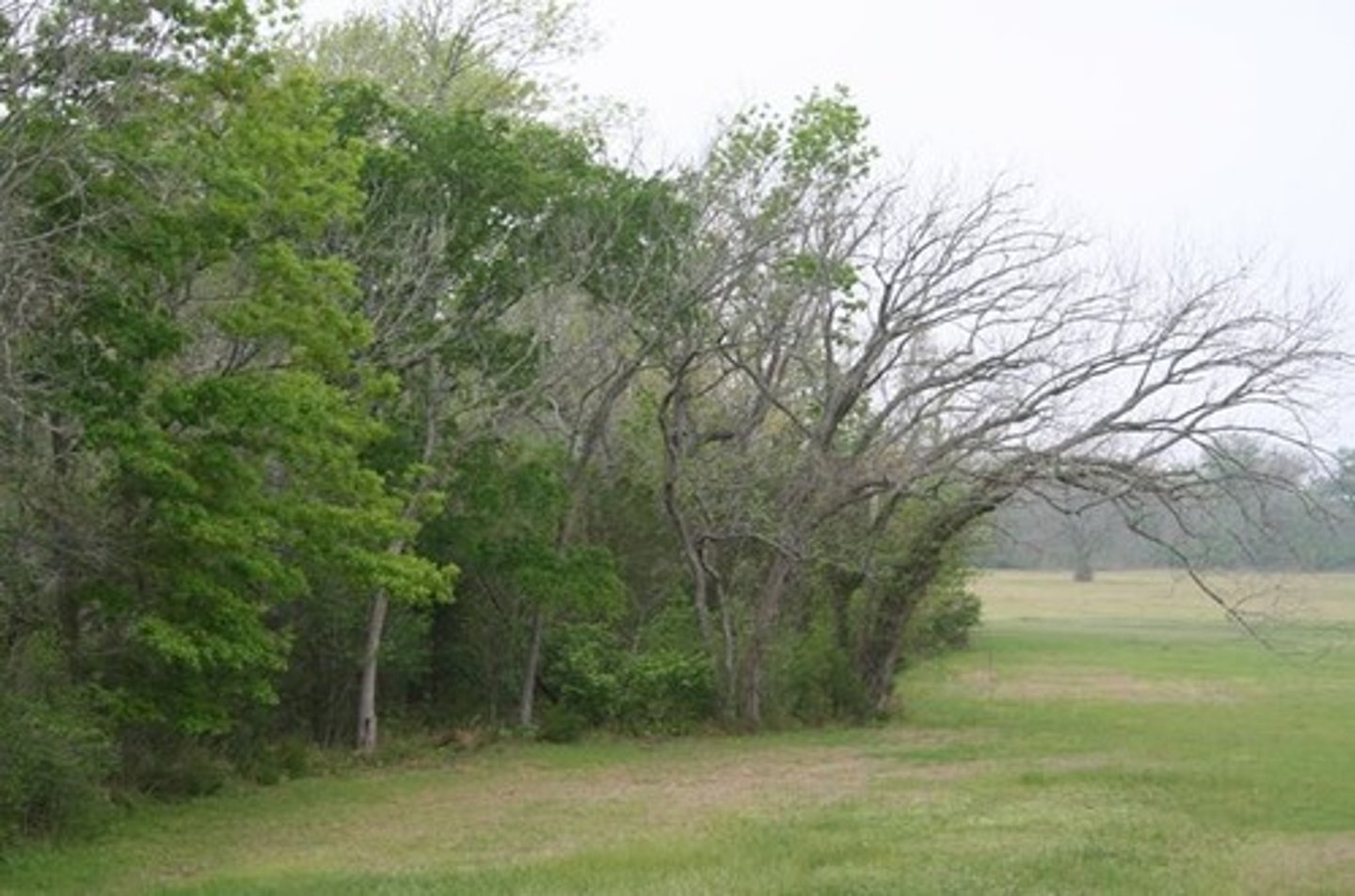 <p>Habitat that occurs where two different communities come together, typically forming an abrupt transition, such as where a grassy field meets a forest.</p>